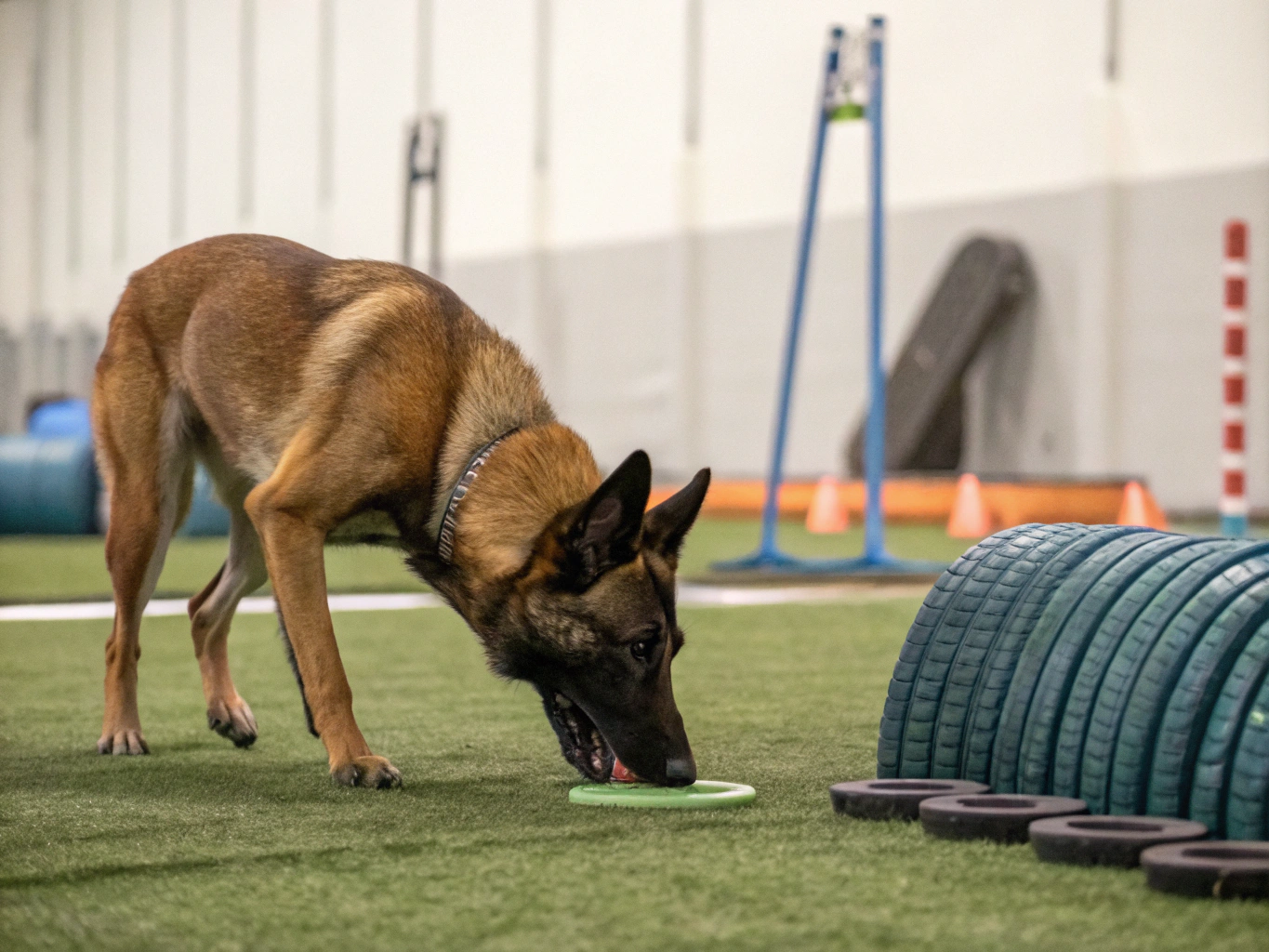 Belgian Malinois executing apprehension drill on range line